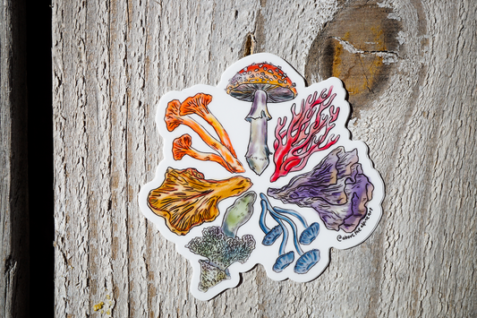 Colorful Fungi