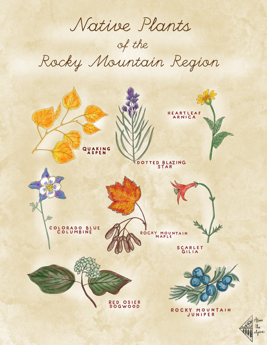 Native Plants of the Rocky Mountain Region // Print