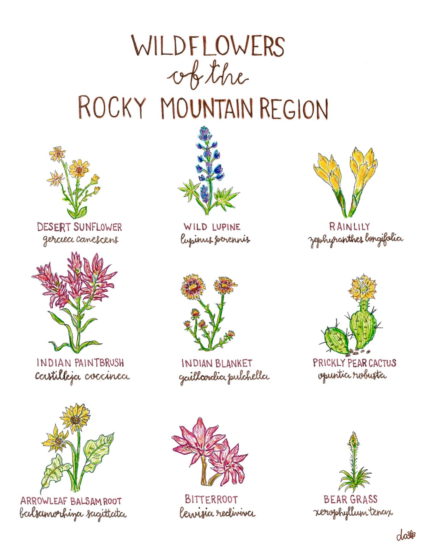 Wildflowers of the Rocky Mountain Region // Print