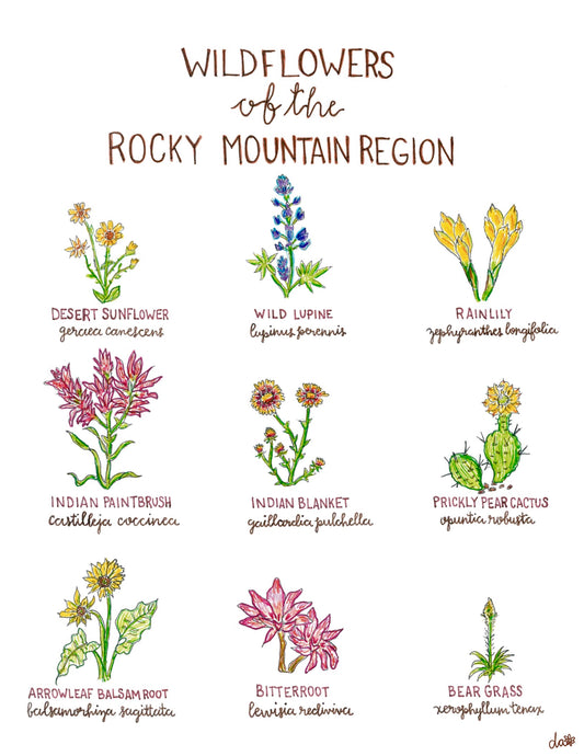 Wildflowers of the Rocky Mountain Region // Print